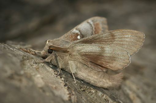 Closeup on a Pine-tree Lappet moth, Dendrolimus pini, trying to take-off from a trunk of a tree in Southern France