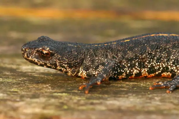 Closeup on a juvenile terrestrial Balkan crested newt, Triturus ivanbureschi, sitting on a peice of wood