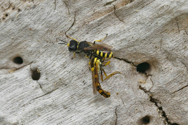 istock Closeup on a Field digger wasp ,Mellinus arvensis, who paralysed a long hoverfly, Sphaerophoria 1459292845