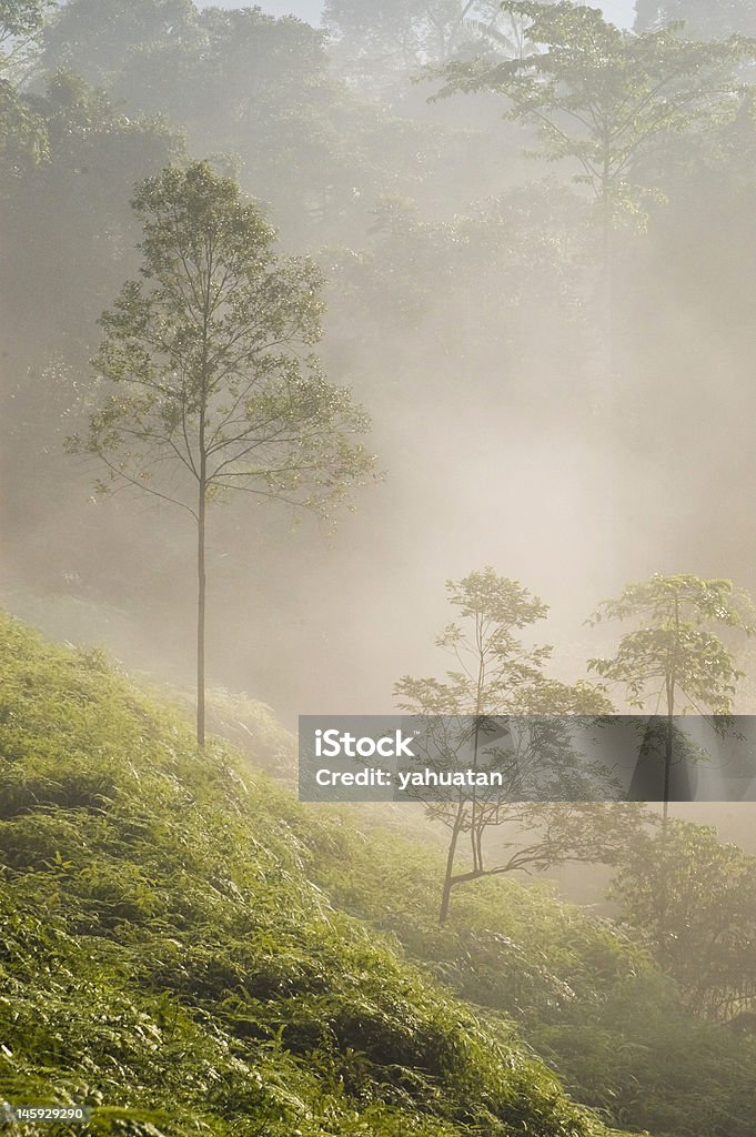 Nebligen Morgen - Lizenzfrei Baum Stock-Foto