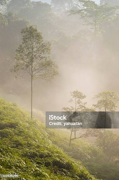 霧の朝 - かすみのストックフォトや画像を多数ご用意 - かすみ, マレーシア, 人物なし