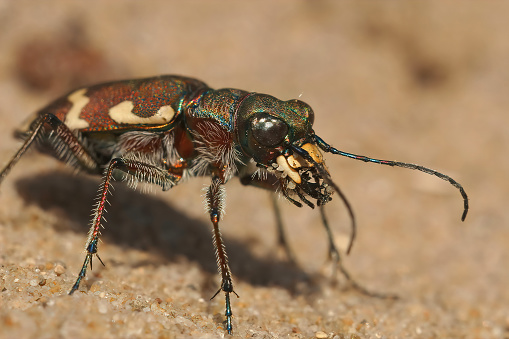 Running across the sands on the sagebrush plains of the Rocky Mountain Arsenal National Wildlife Refuge, a colorful tiger beetle hunts for small insects on the Commerce City, Colorado prairie.