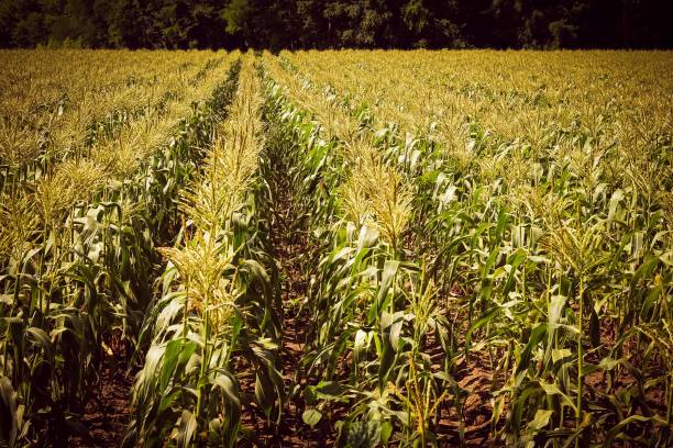istock Landscape view of the corn farm 1459293064