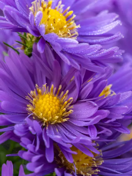 Aster flowers in garden summer time