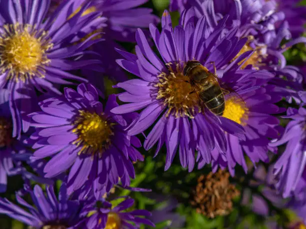 Aster flowers in garden summer time