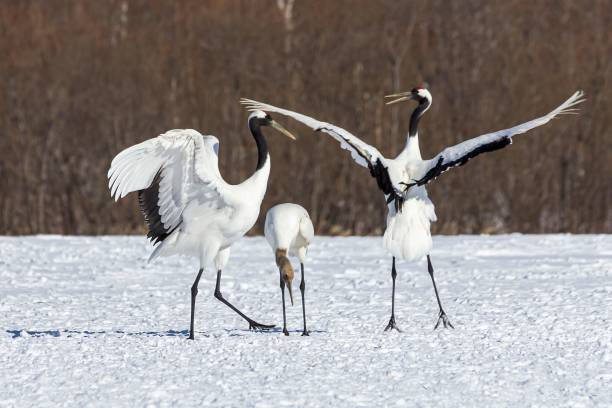 istock Red-crowned cranes in a snowy field 1459293320