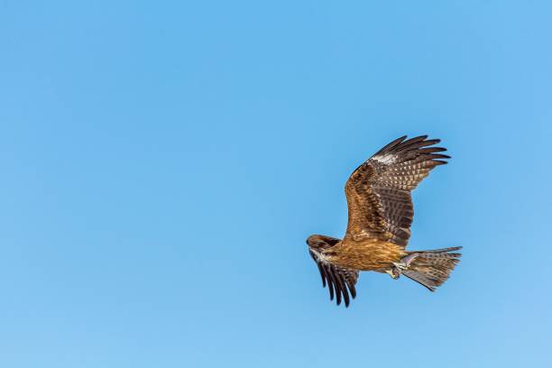 istock Hawk with  brown and white feathers flying in a blue cloudless sky 1459293330
