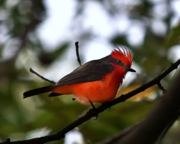 A closeup of a cute Vermilion flycatcher on a branch in a forest