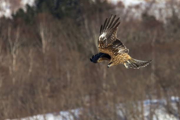 istock Hawk with brown and white feathers flying over the forest in winter 1459293334