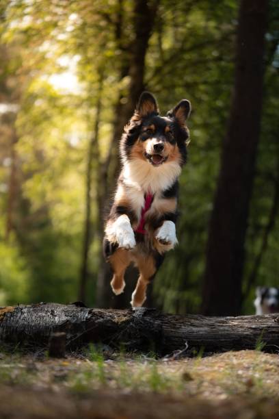 istock Australian Shepherd running over log in the forest 1459293369