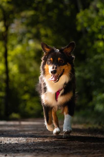 istock Selective focus shot of Australian Shepherd in the forest 1459293375