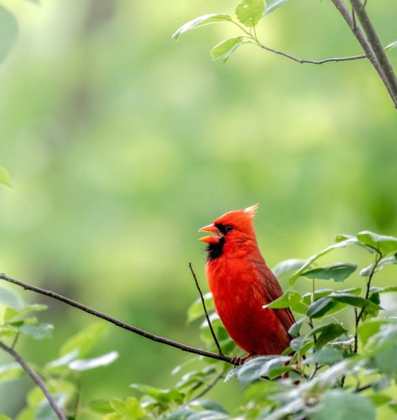 istock Little red bird sitting on a tree branch with an open beak against a green blurred background 1459293436