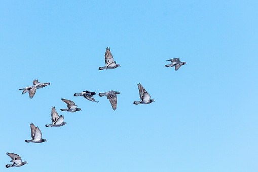 A flock of pigeons flying in the blue sky