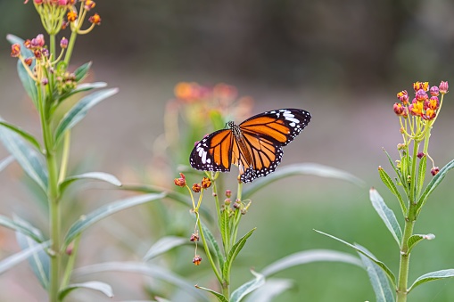 An injured common tiger butterfly on a milkweed flower