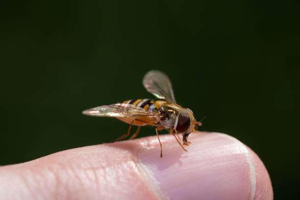 istock Macro shot of a Marmalade hoverfly perched on a man's finger 1459294015