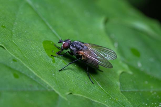 istock Macro of a calliphora fly perched on a green leaf 1459294020
