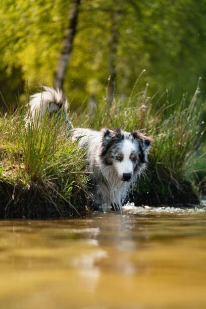 istock Adorable Australian shepherd playing in water under the bright sunlight 1459294254