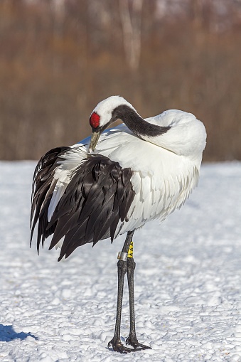 A red-crowned crane preening on a snowy field