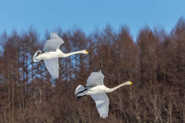 istock Whooper swans flying against a forest 1459294544
