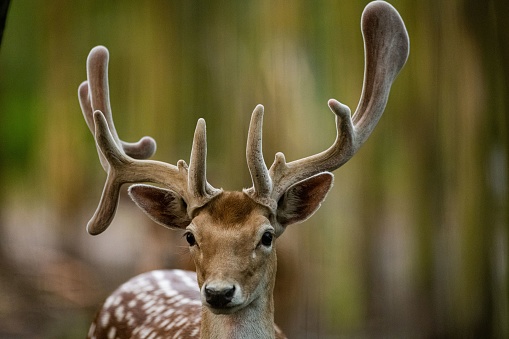 A closeup of a Sika deer, Tame sika deer, Tame deer (Cervus nippon) on blurred background