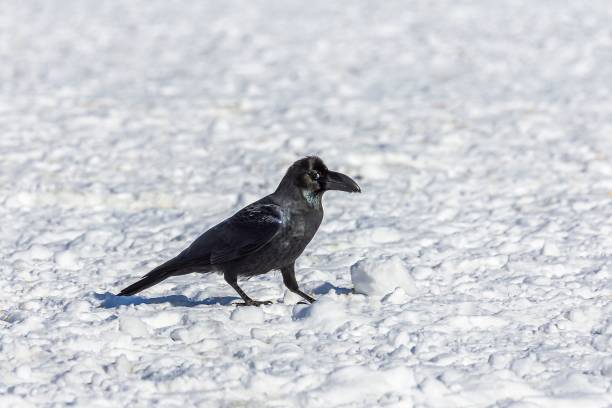 istock Crow perched on the snow in a meadow 1459294786