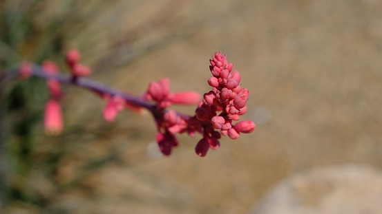 Shallow focus selective shot of red yucca flowering succulents outdoors