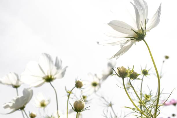 istock Cosmo flowers and sunshine 1459296280