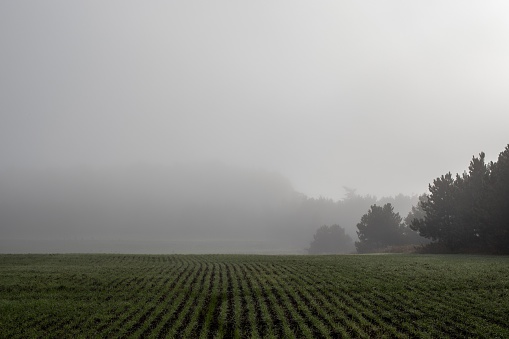 A foggy morning on a fresh farm field
