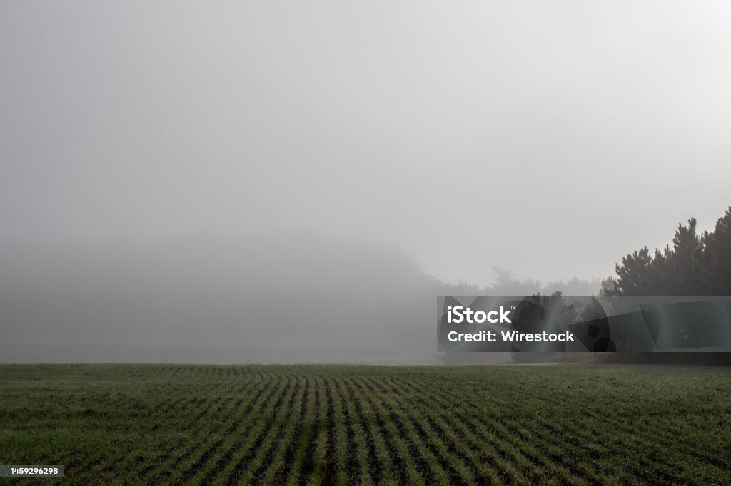 Morning Fog on Heartland Five A foggy morning on a fresh farm field Agricultural Field Stock Photo