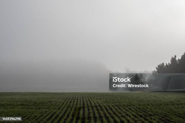 Morning Fog On Heartland Five Stock Photo - Download Image Now - Agricultural Field, Color Image, Dawn
