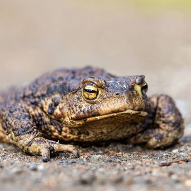 istock Closeup shot of a common toad on the blurry background 1459296399