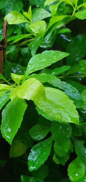 green leaves wet from rain raindrops on the leaves of a plant lluvia stock pictures, royalty-free photos & images