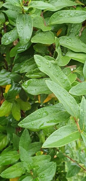 green leaves wet from rain raindrops on the leaves of a plant lluvia stock pictures, royalty-free photos & images