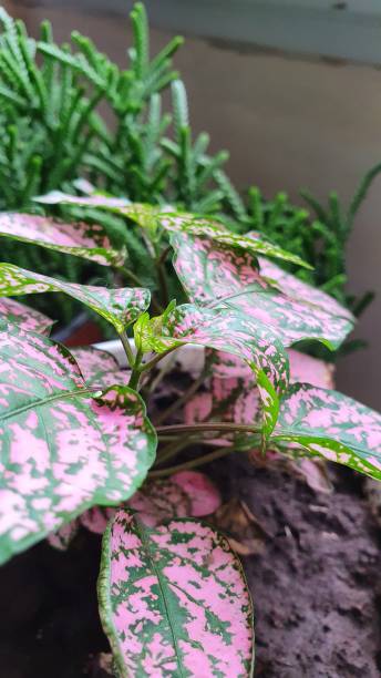 istock green and purple plant 1459296456