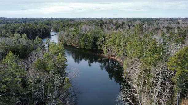 istock Scenic view of a river flowing across the forest 1459296528