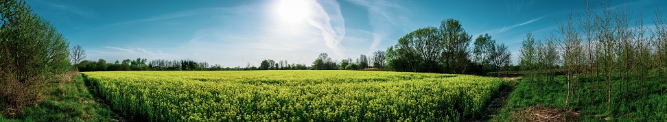 A panoramic shot of a field
