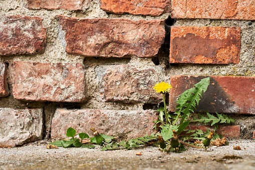 A yellow dandelion flower by a old brick wall