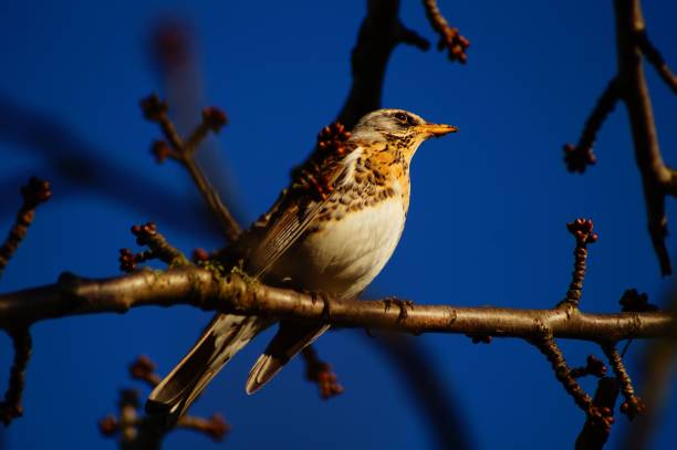 istock A fieldfare in the evening light in a cherry tree in February. 1459296786