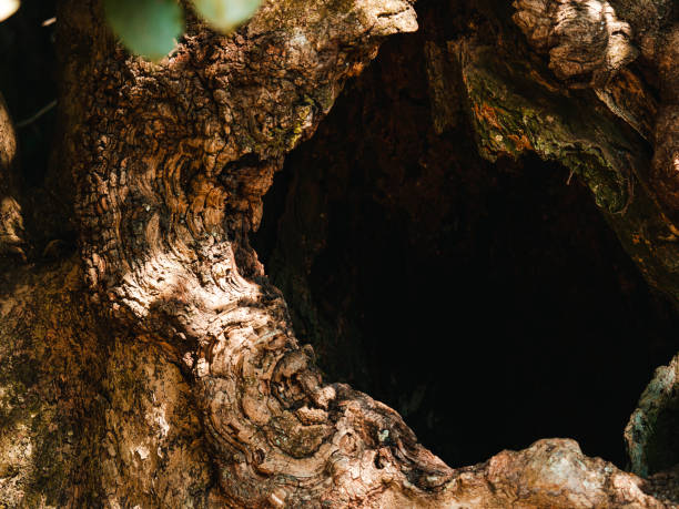 árbol de orificio - tree hole bark brown fotografías e imágenes de stock