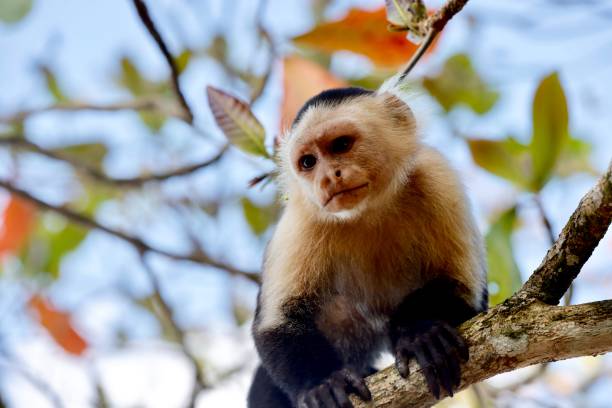 istock Closeup shot of a cute baby monkey on a tree 1459296932