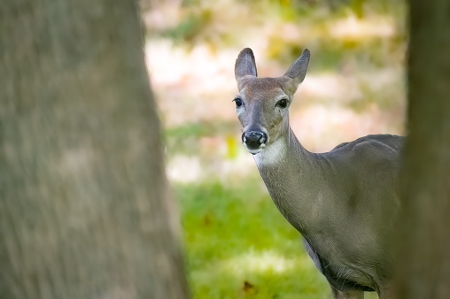 A selective focus of the gray, white-tailed deer (Odocoileus virginianus) next to the tree in the park