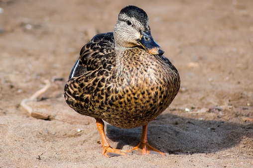 A closeup of the mallard or wild duck (Anas platyrhynchos) with black patterns on the sandy ground in the daytime