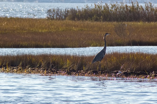 The great blue heron (Ardea Herodias) standing on the lake near the shore with plants in the daytime