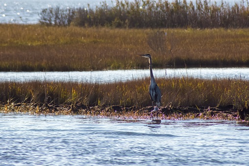 The great blue heron (Ardea Herodias) standing on the lake near the shore with plants in the daytime