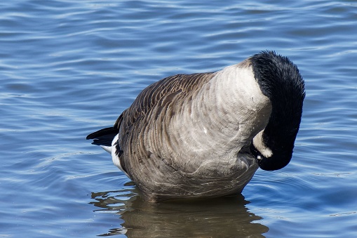 A closeup of the gray and black Canada goose (Branta canadensis) in the sea in the daytime