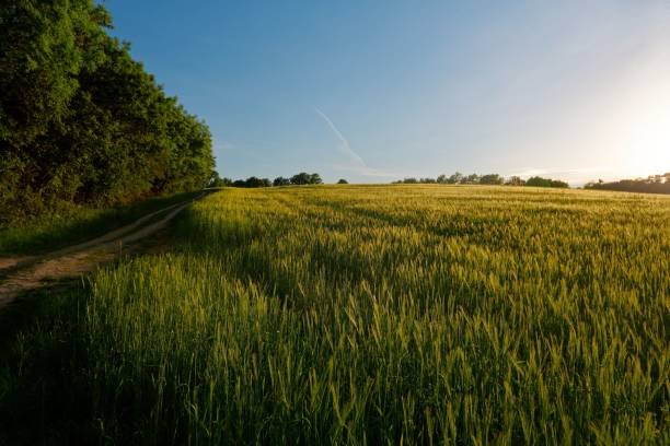 istock Vast grassy landscape on a bautiful spring day under a blue sky 1459297512