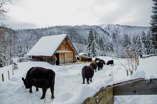 A beautiful shot of snowy mountains,cows and cabins in Germany