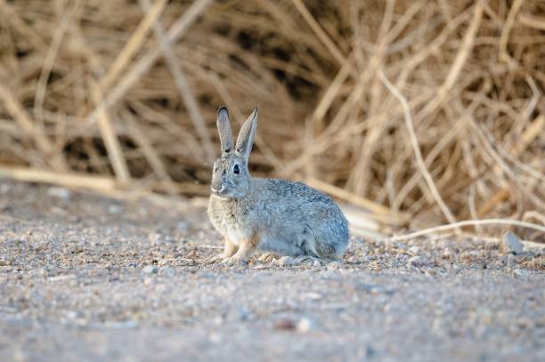 istock Selective focus shot of rabbit in Southern Nevada 1459298110