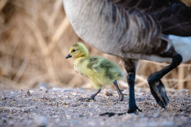 istock Selective focus shot of gosling and Canada goose feet 1459298120