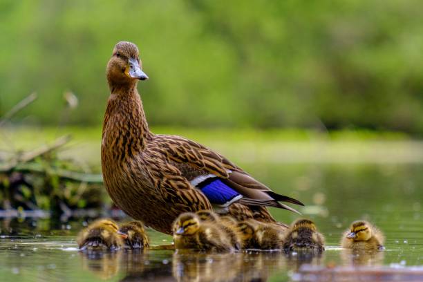 istock Mother duck with her little ducklings on the water surface 1459298178